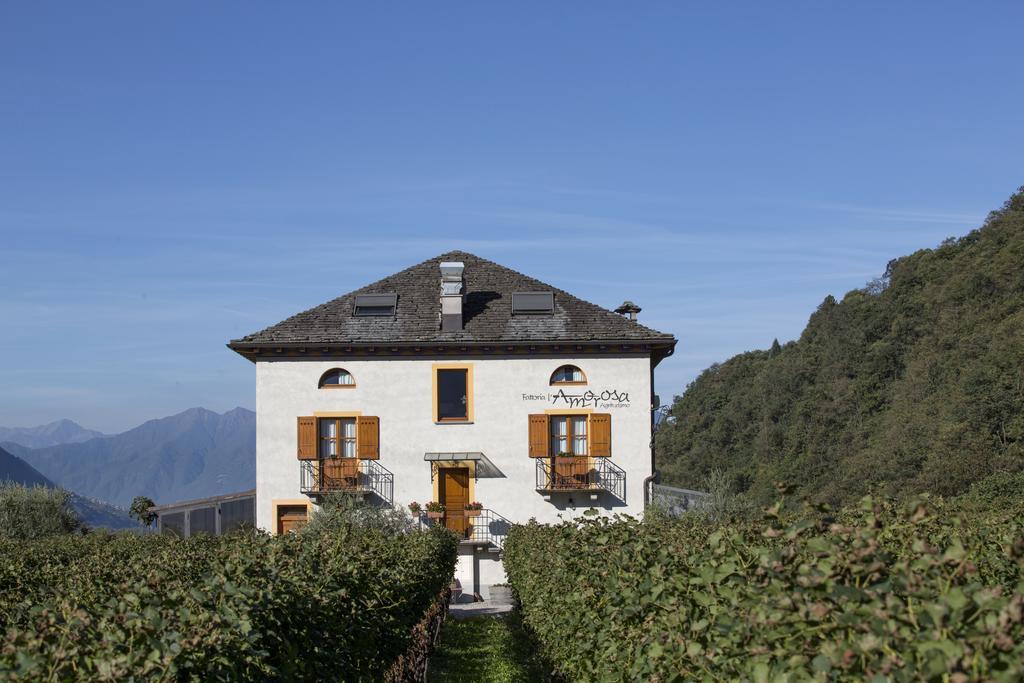 Fattoria L'amorosa Sementina